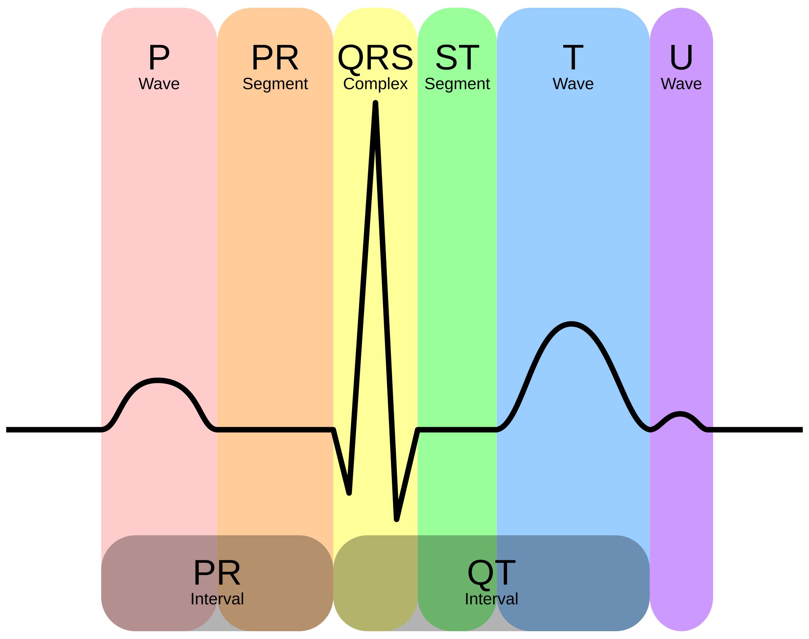 Understanding the Normal ECG Complex: A Comprehensive Guide to Cardiac Waveforms and Intervals