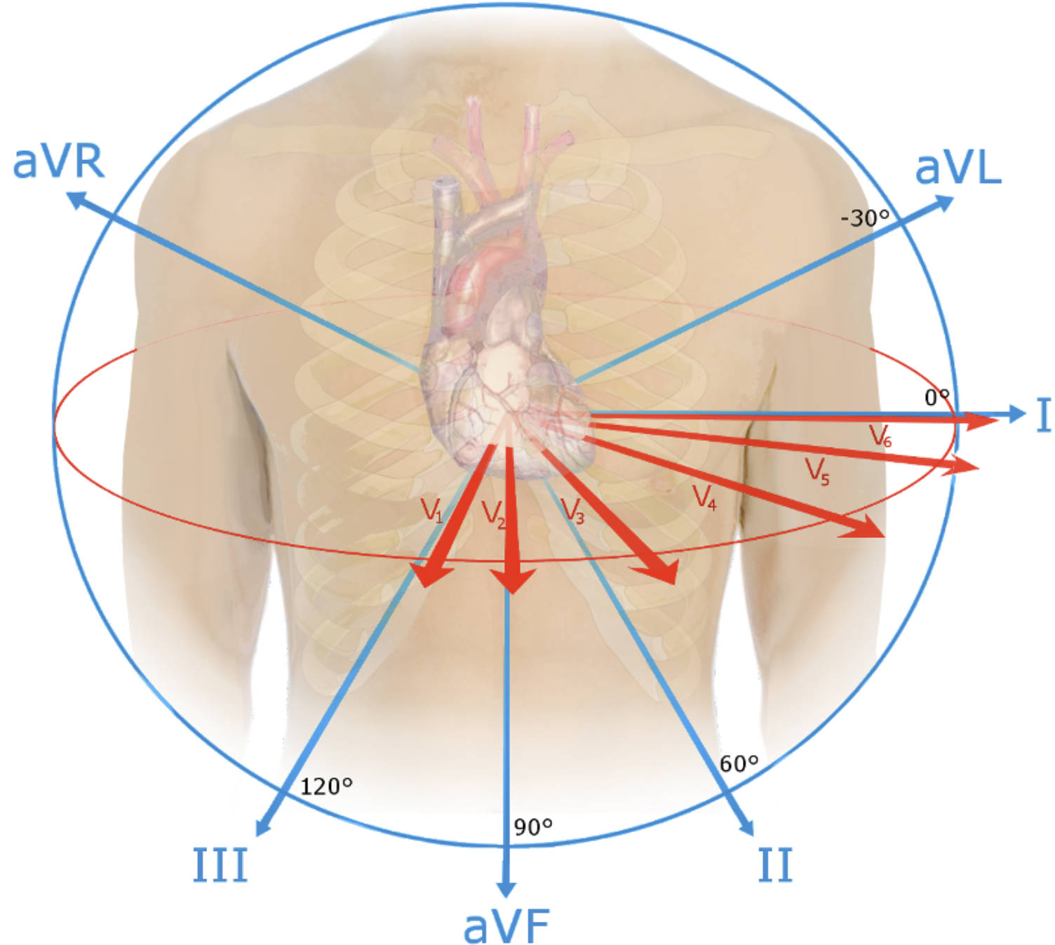 Spatial Orientation of EKG Leads: Mastering the Hexaxial and Horizontal Reference Systems