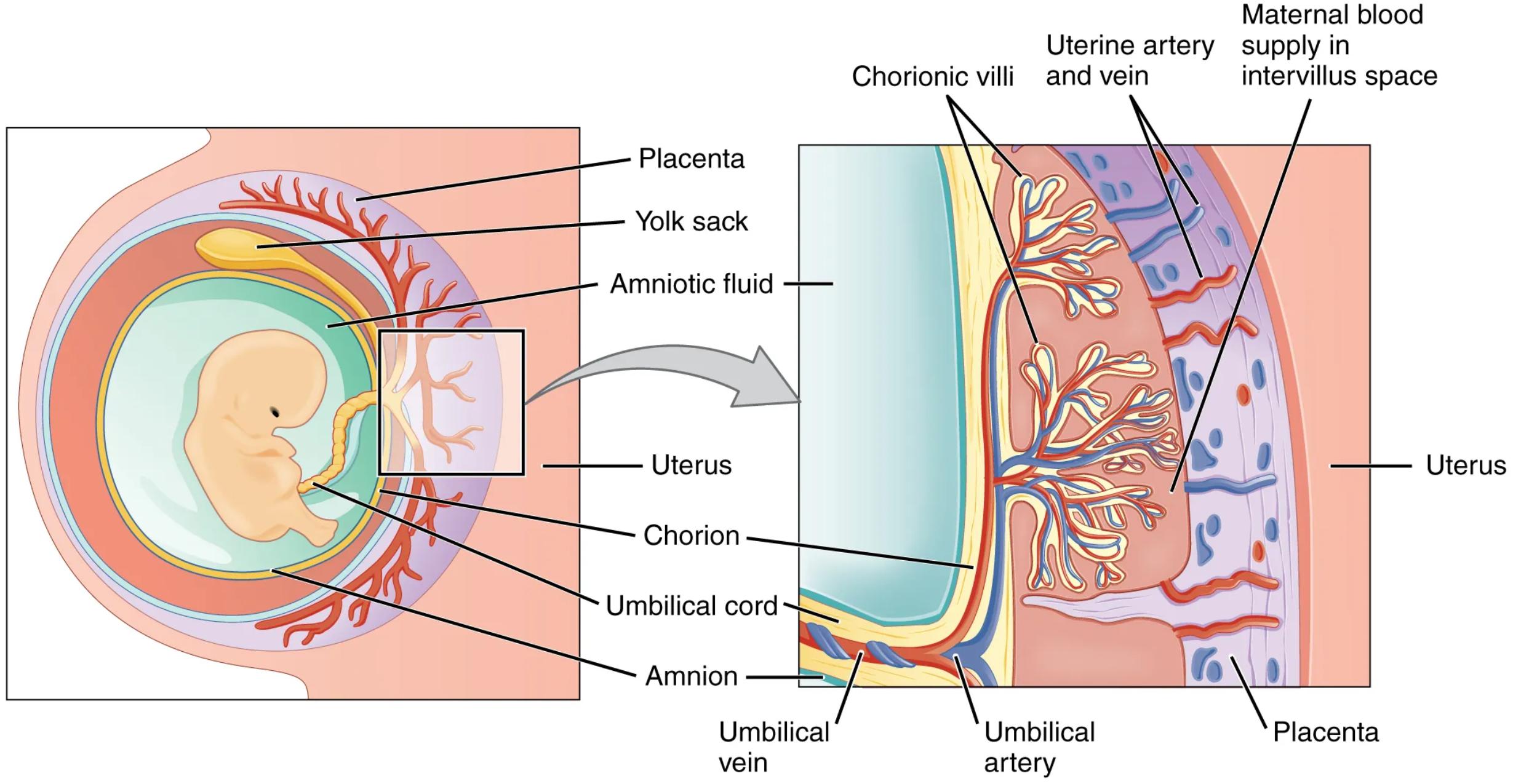 Cross-Section of the Placenta: Understanding Maternal-Fetal Exchange