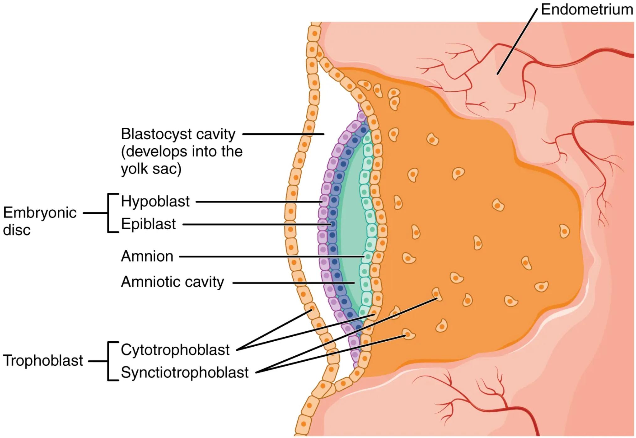 Development of the Embryonic Disc: A Detailed Overview of Early Human Development