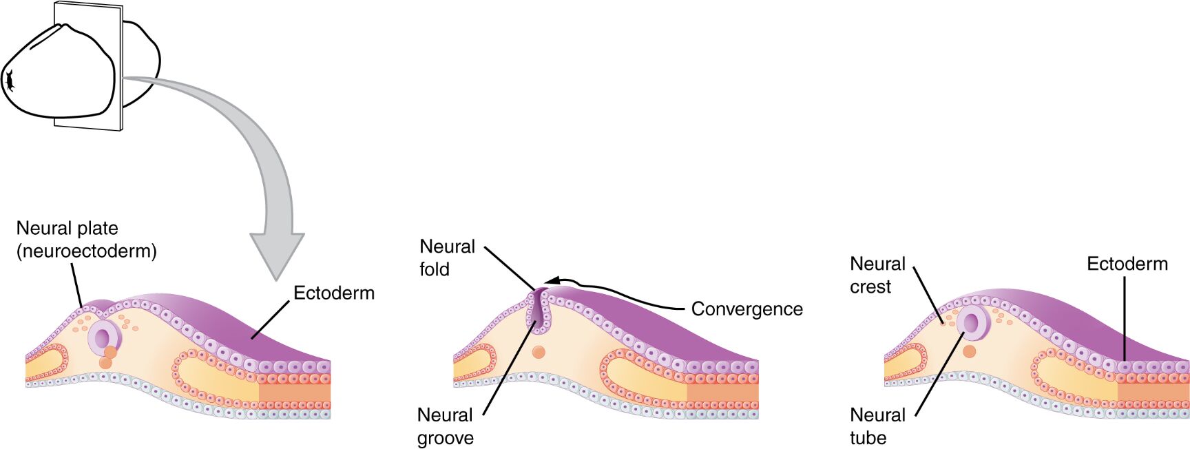 Early Embryonic Development of the Nervous System
