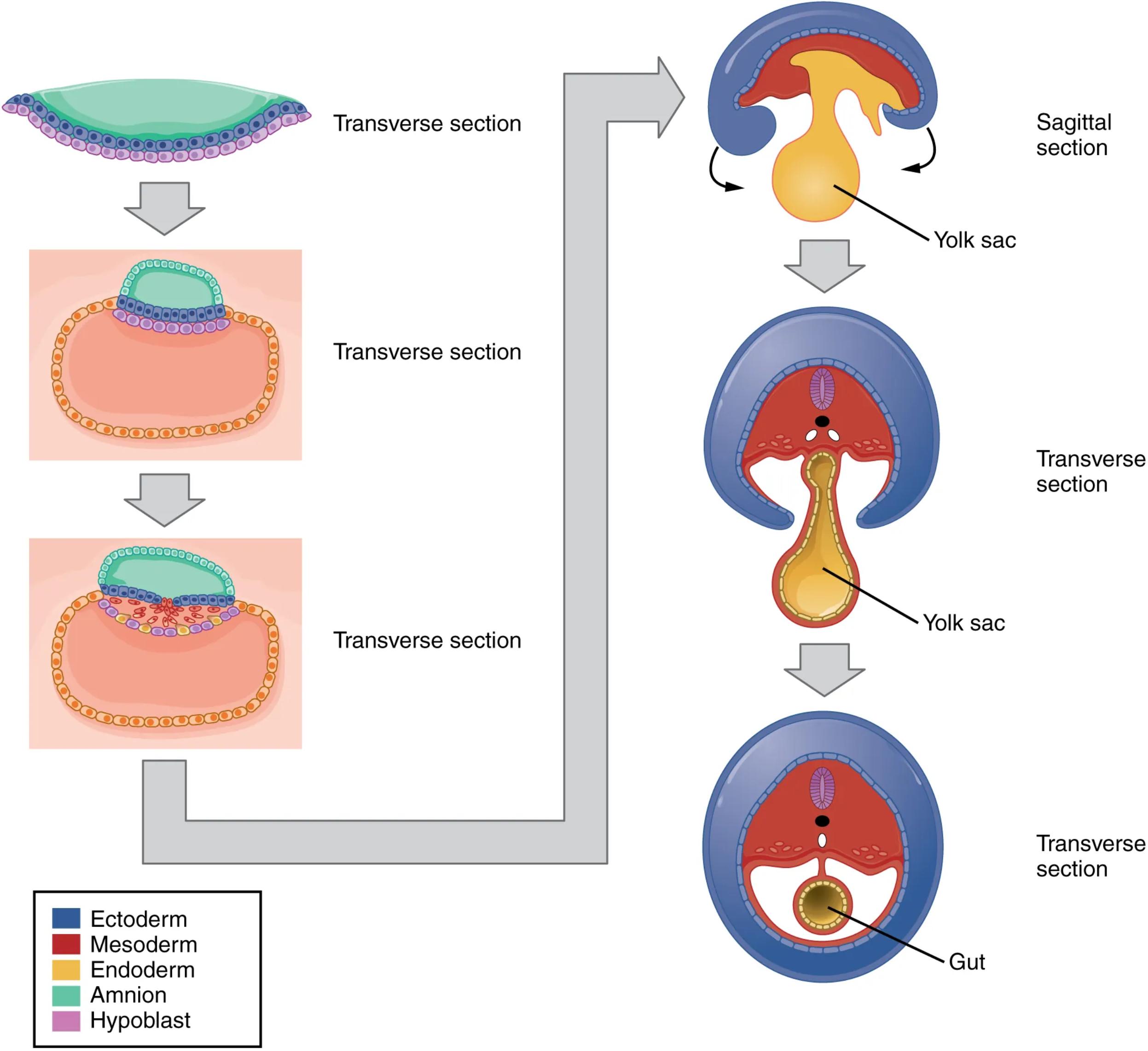 Embryonic Folding: Transforming a Flat Disc into a Three-Dimensional Organism