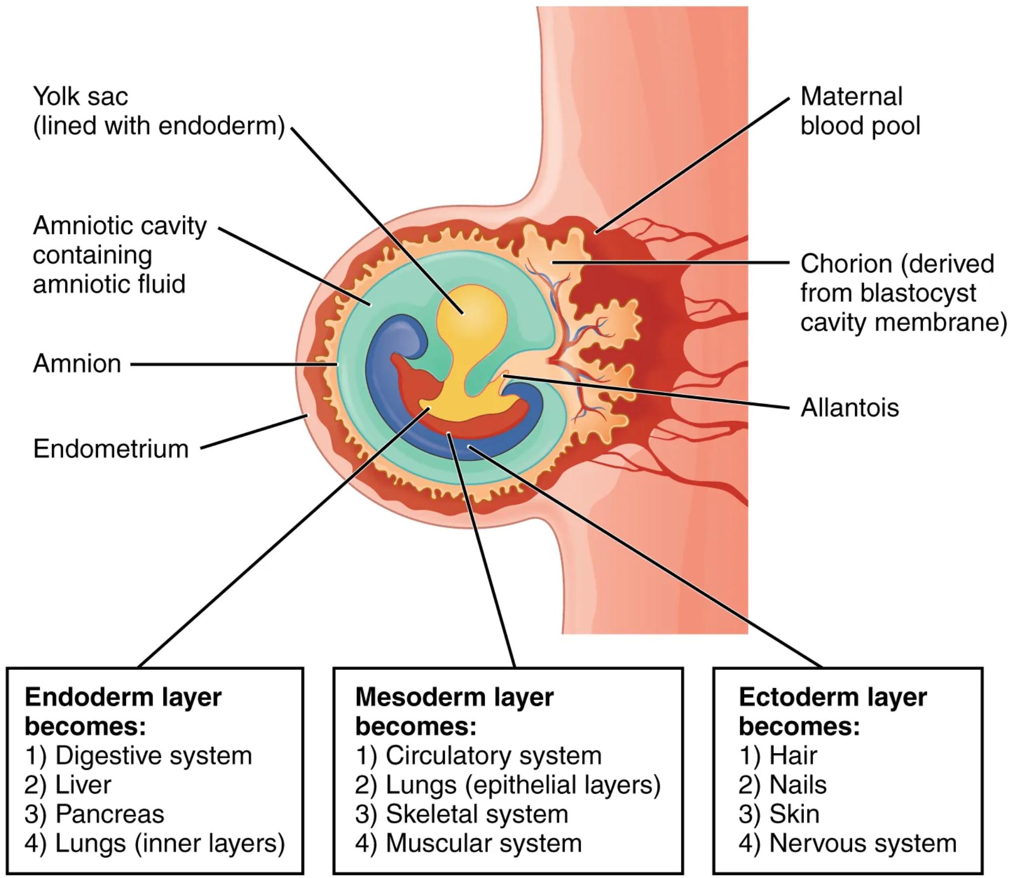 Fates of Germ Layers in Embryo Diagram: A Guide to Early Human Development
