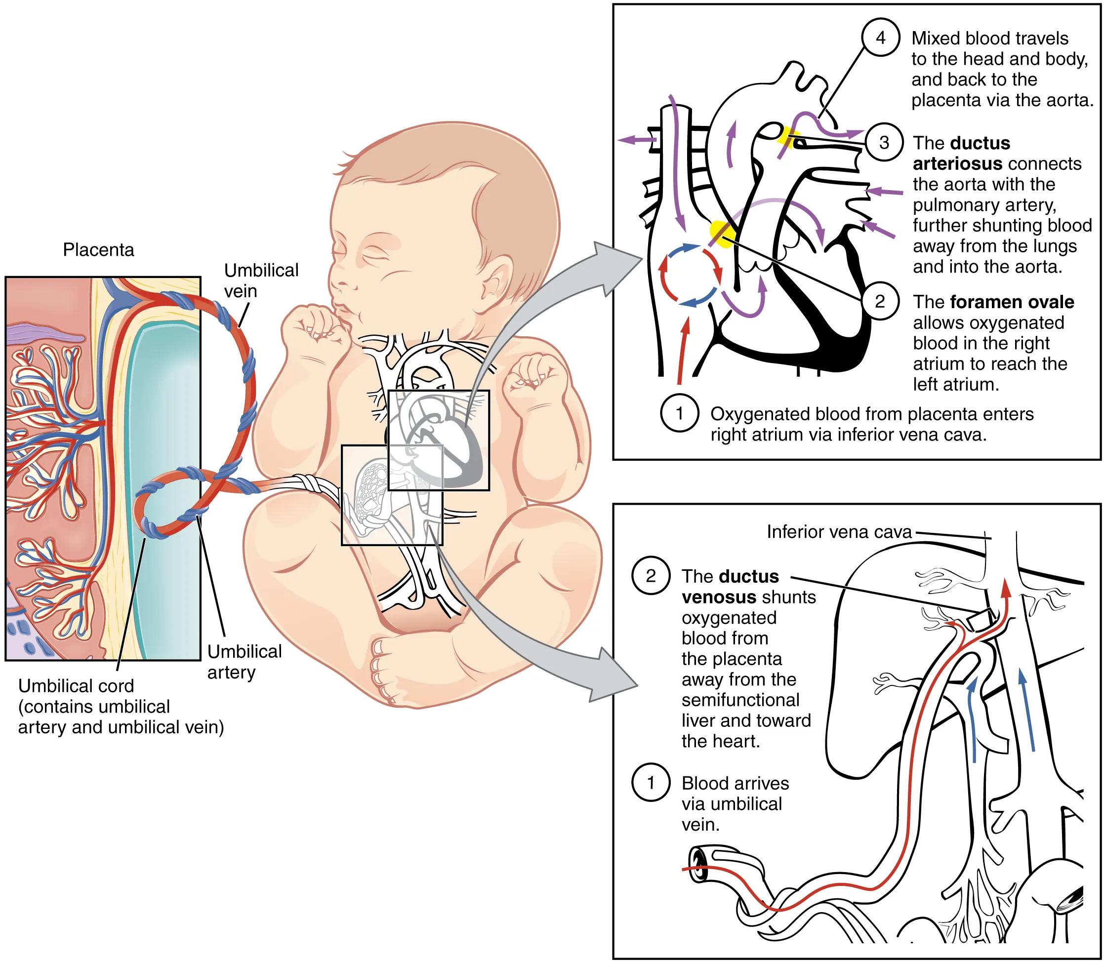 Fetal Circulatory System: A Unique Pathway for Prenatal Life