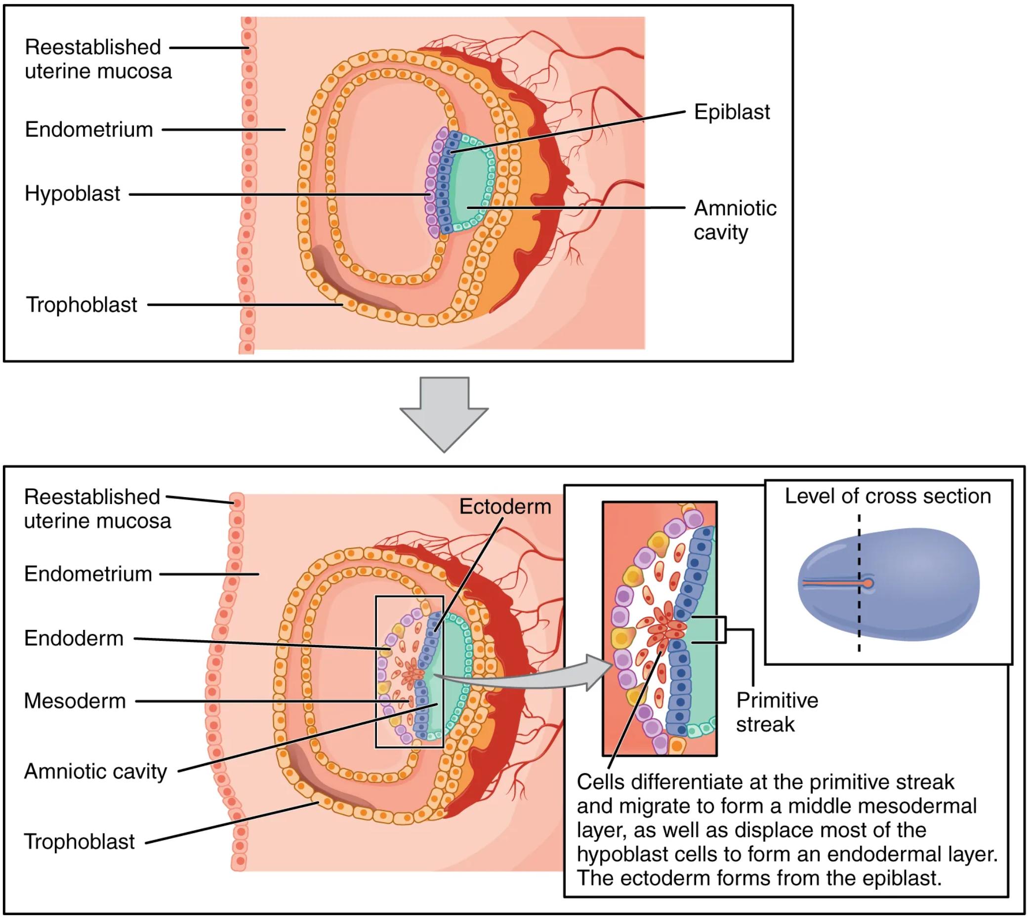 Early Human Embryonic Development: Gastrulation and Germ Layer Formation