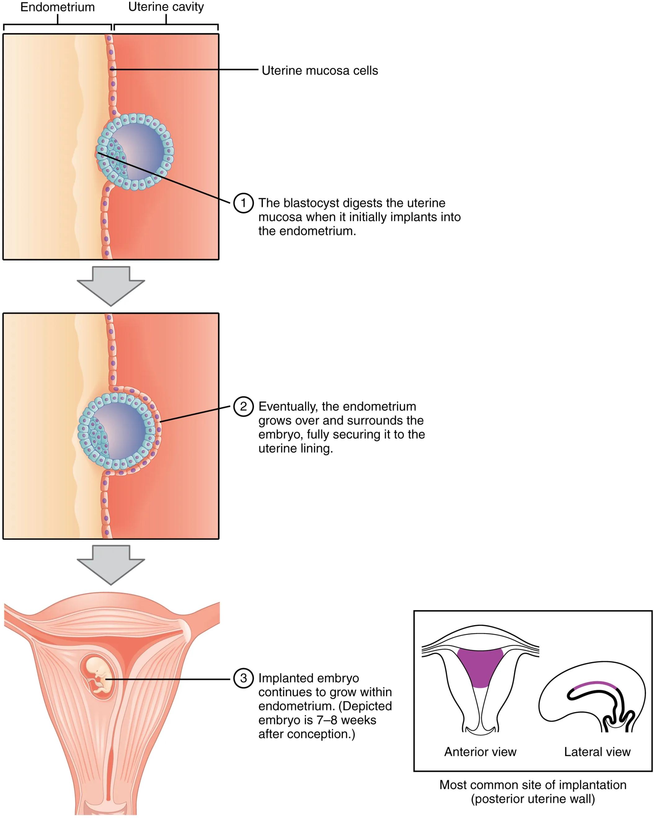Implantation Process: A Detailed Look at Early Embryonic Development