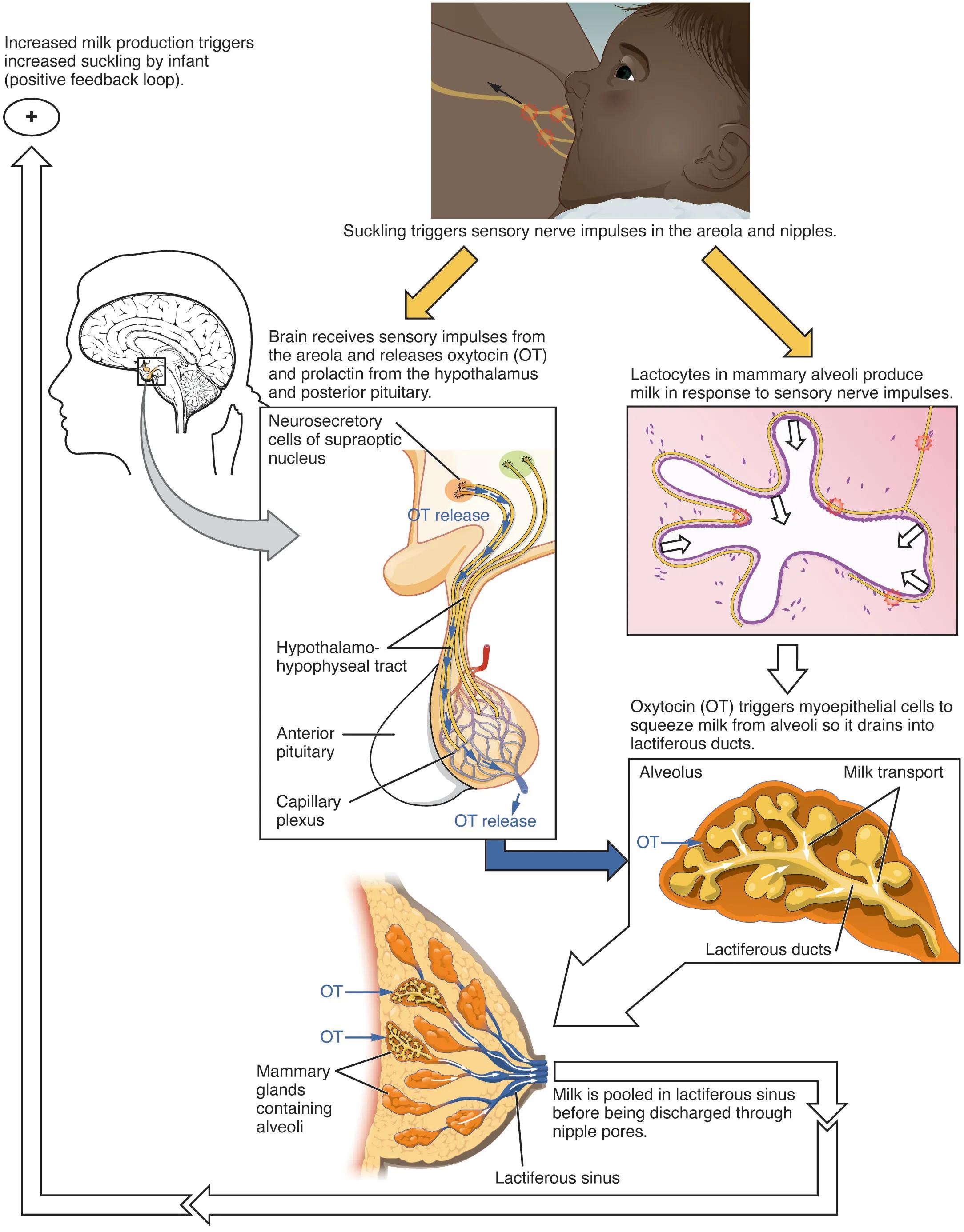 Understanding the Let-Down Reflex: A Neuroendocrine Perspective