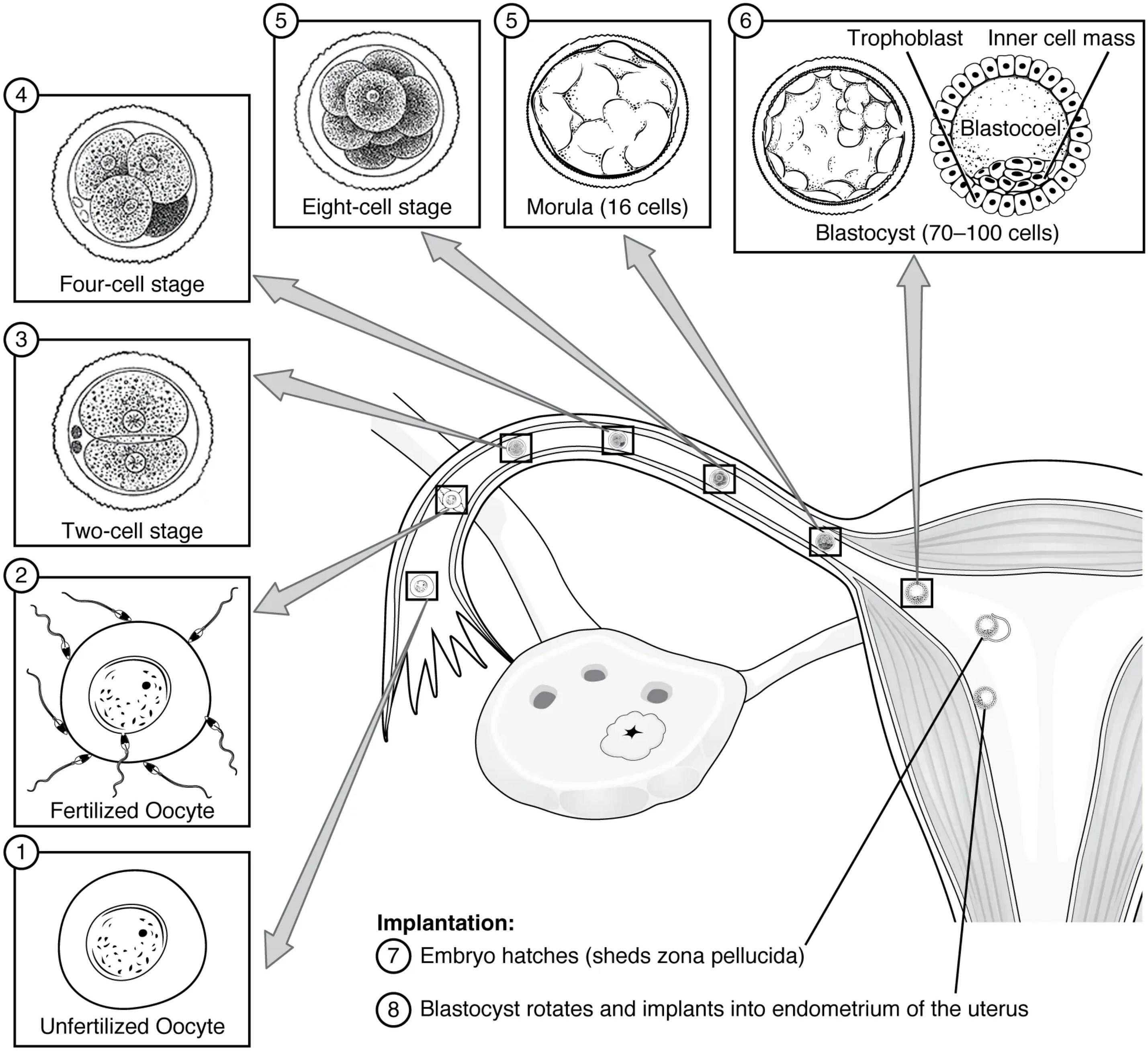 Pre-Embryonic Development: From Ovulation to Implantation
