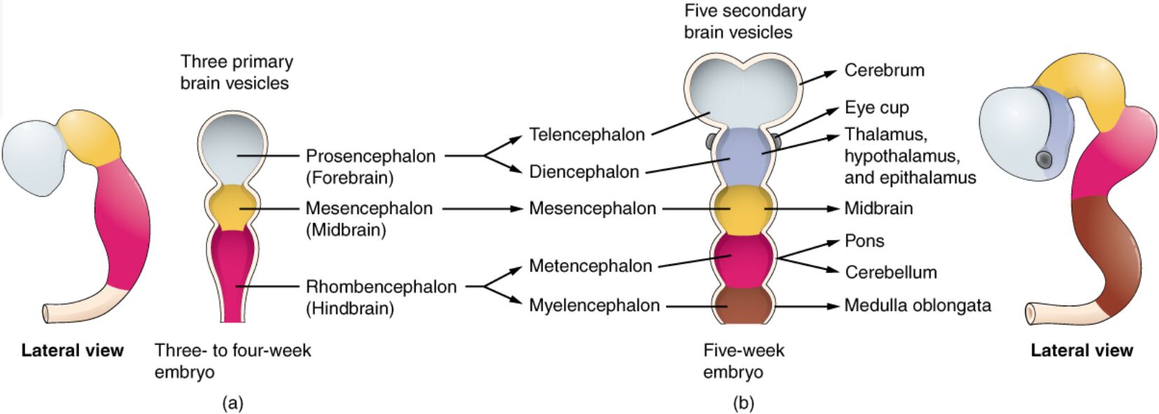 Embryonic Brain Development: Primary and Secondary Vesicle Stages