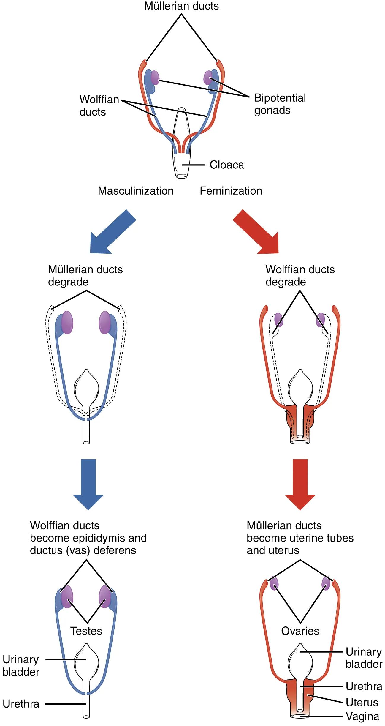 Sexual Differentiation: The Development of Male and Female Reproductive Systems