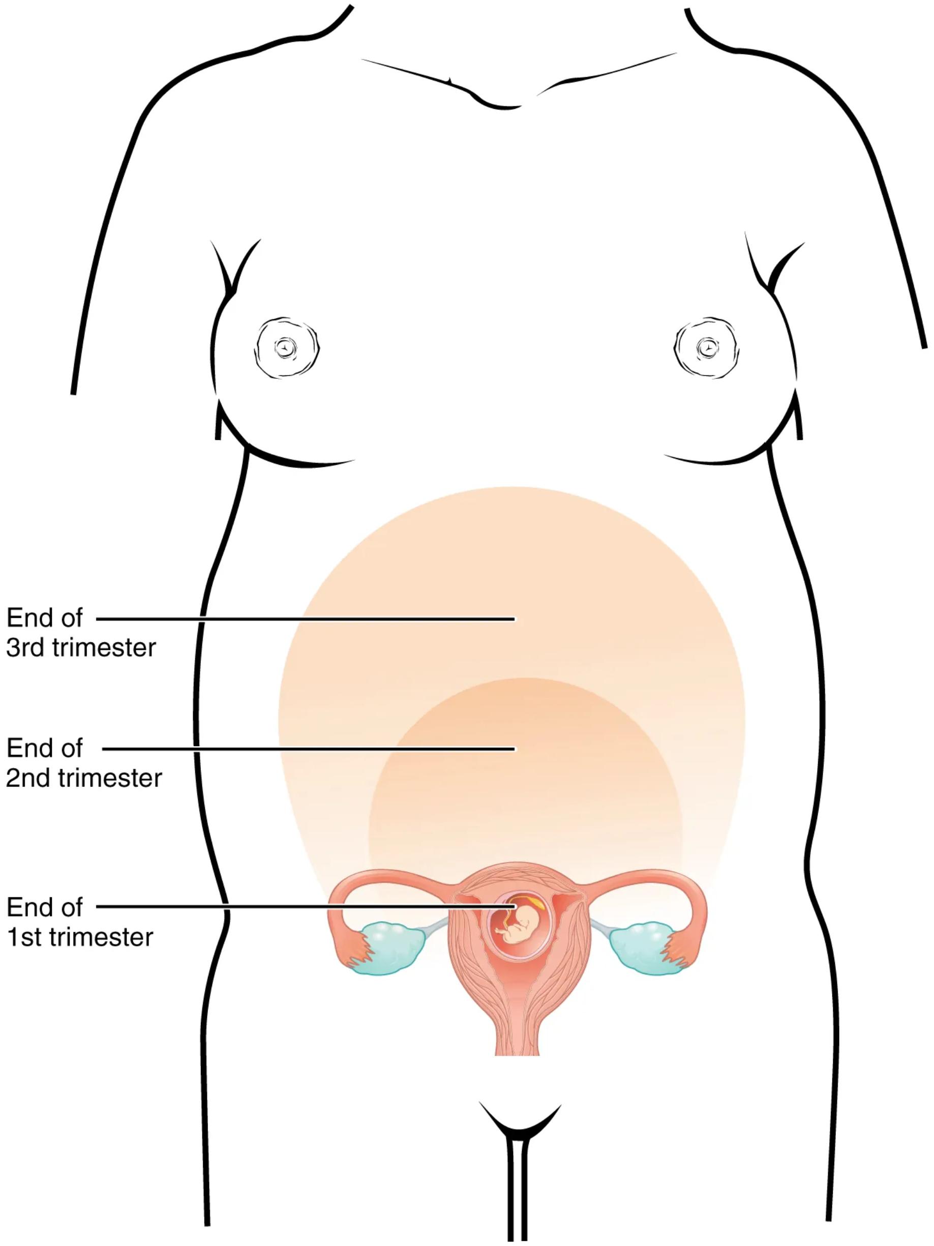 Uterine Growth During Pregnancy: A Trimester-by-Trimester Visual Guide