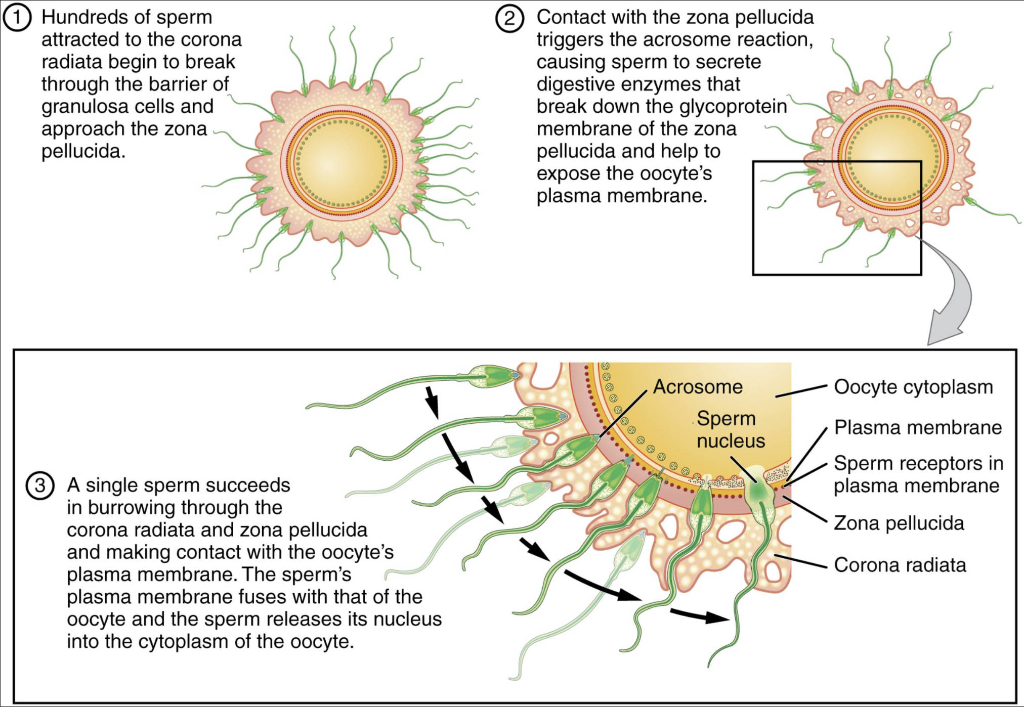 Sperm and the Process of Fertilization: A Detailed Look at Conception