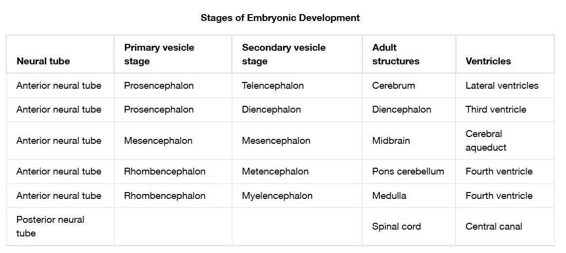 Stages of Embryonic Development: Meninges and CSF Drainage