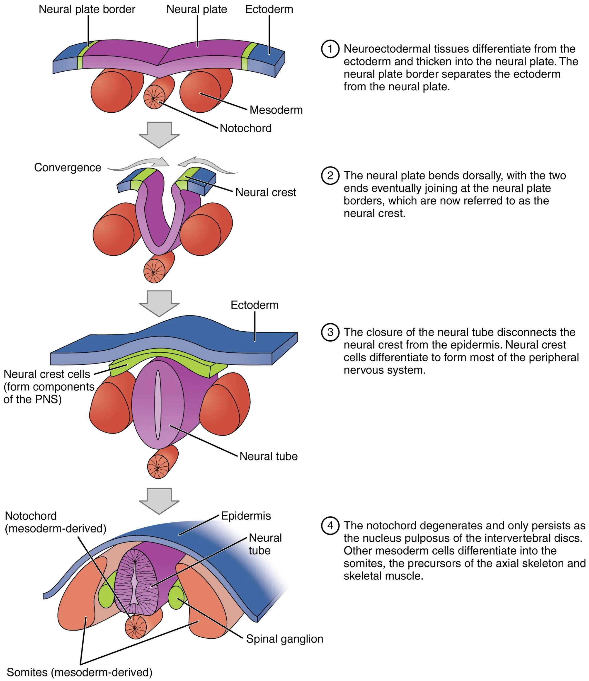 Understanding Neurulation: The Formation of the Central Nervous System