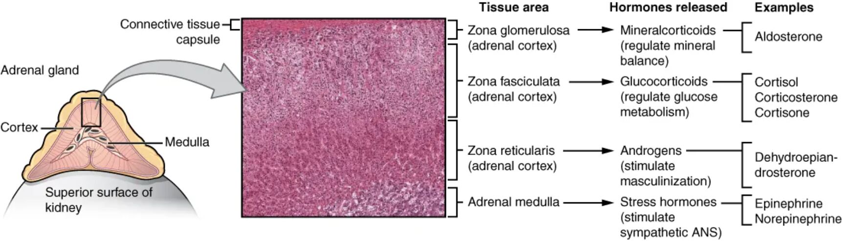 Adrenal Glands: Anatomy and Hormone Production