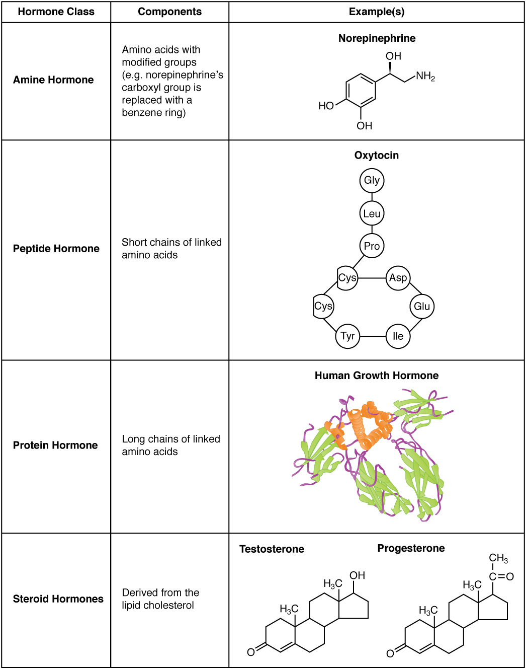 Amine, Peptide, Protein, and Steroid Hormone Structure: A Detailed Guide