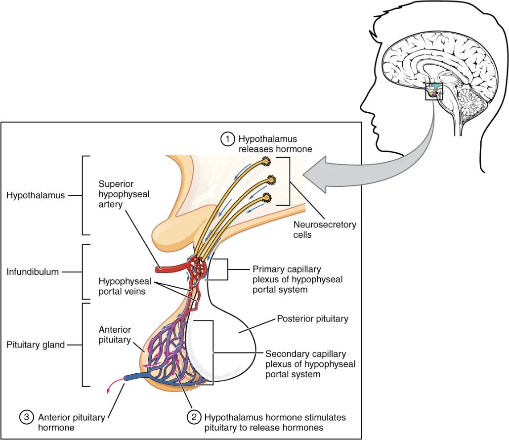 Exploring the Anterior Pituitary: Anatomy and Hormonal Regulation