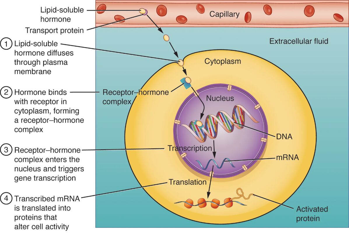 Binding of Lipid-Soluble Hormones: A Detailed Mechanism Guide