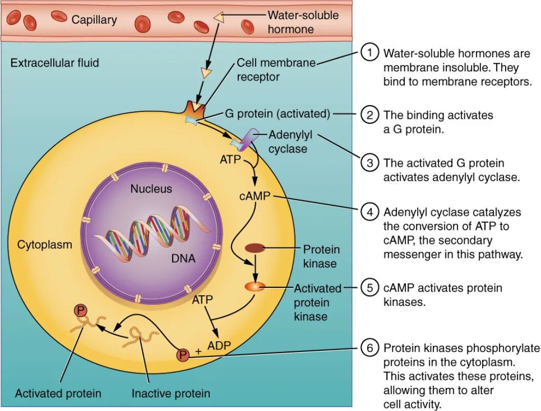 Binding of Water-Soluble Hormones: A Comprehensive Mechanism Guide