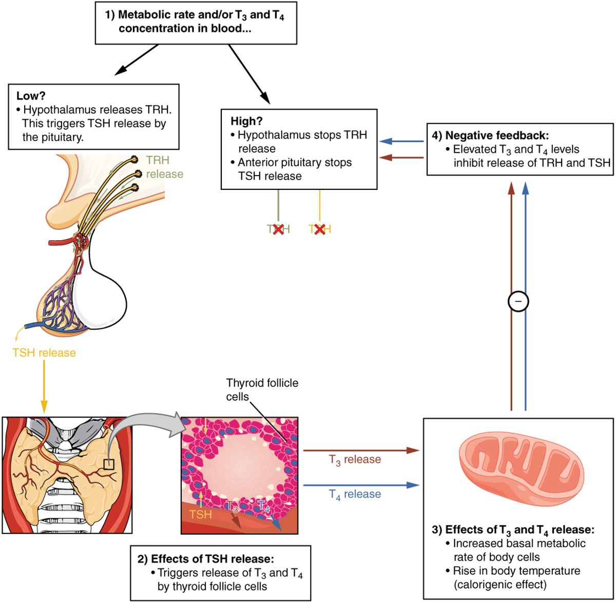 Thyroid Hormone Regulation: Understanding the Negative Feedback Loop