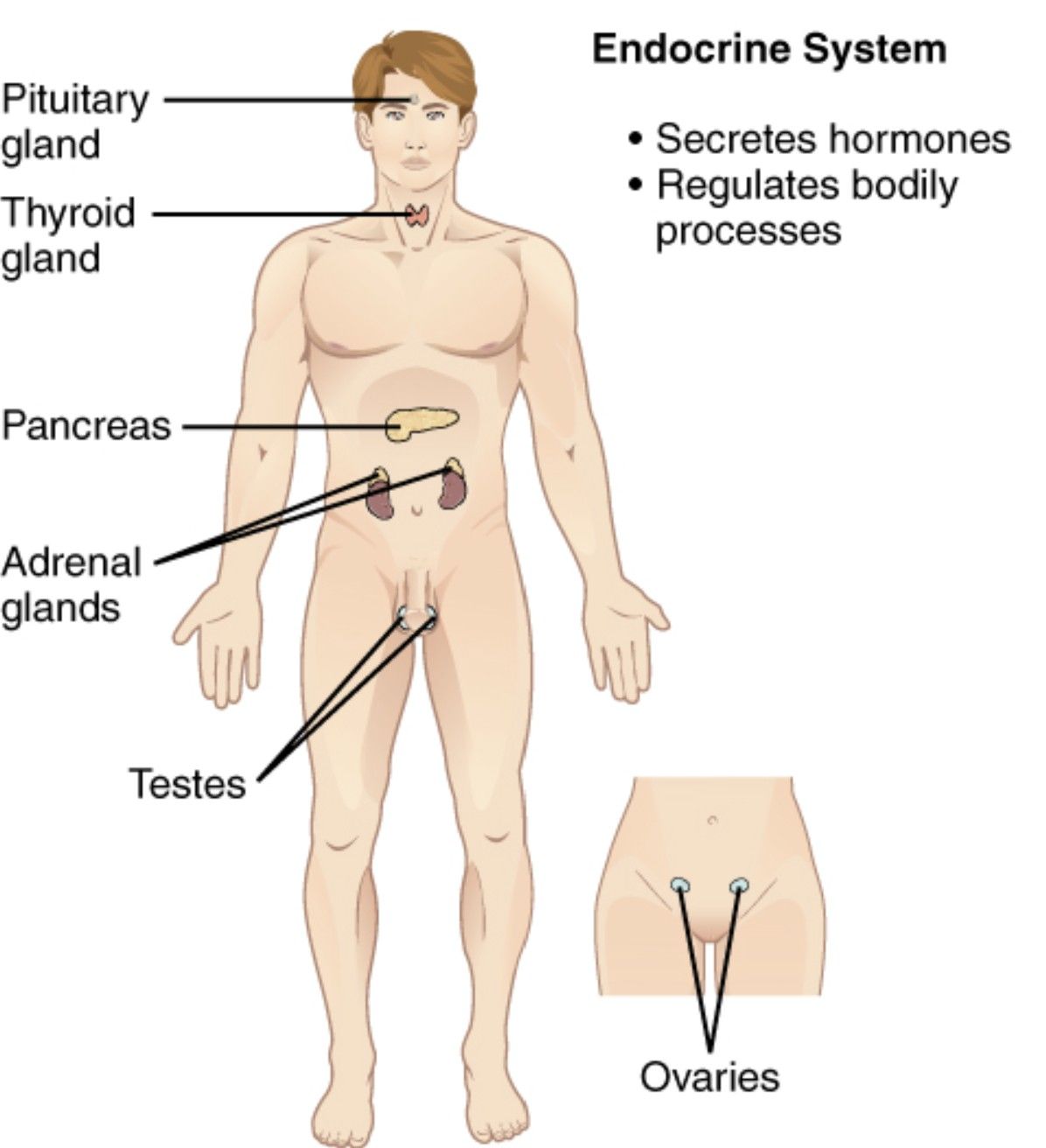 Endocrine System Anatomy: A Comprehensive Overview