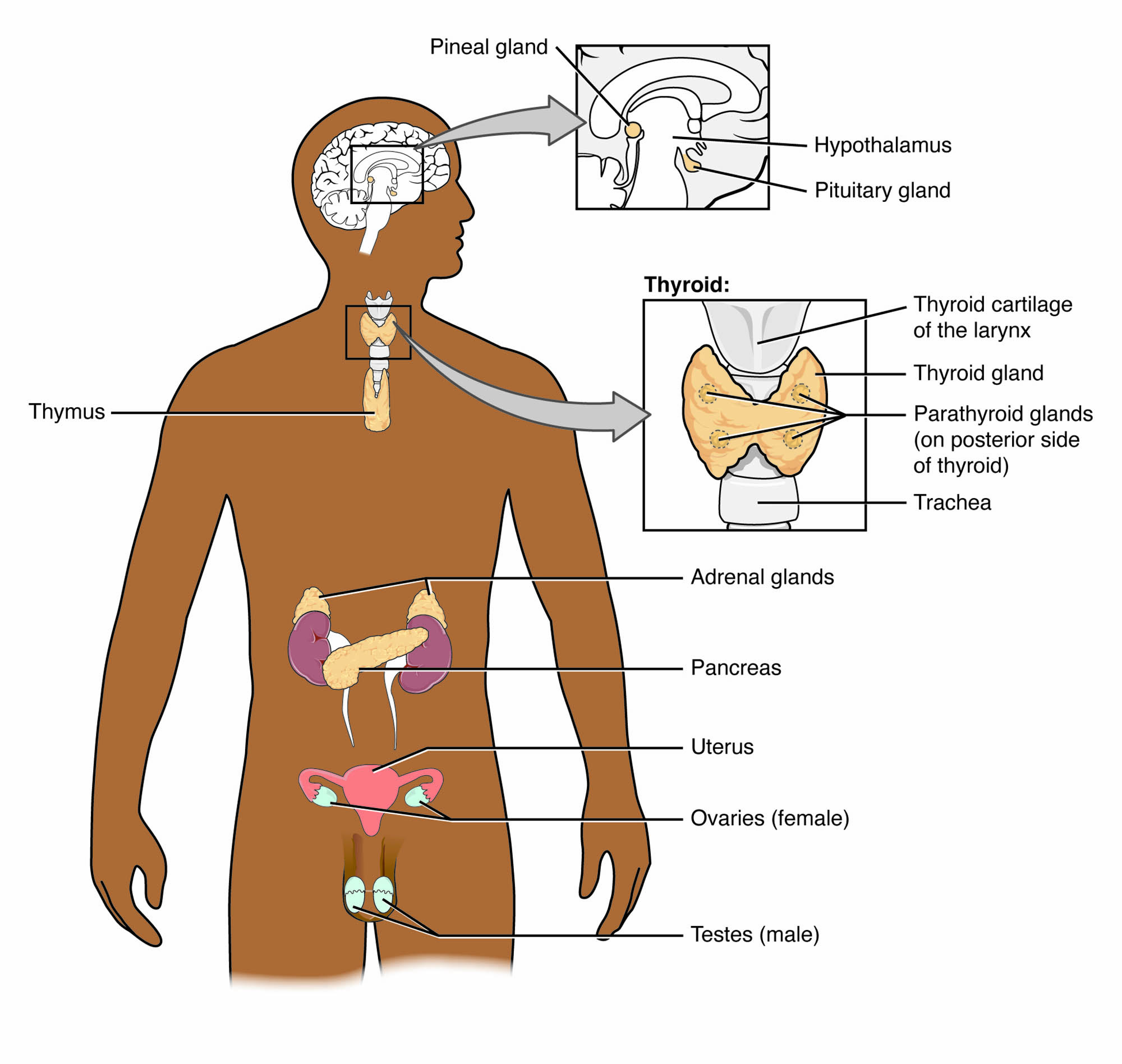 Endocrine System Diagram: A Detailed Anatomical Guide