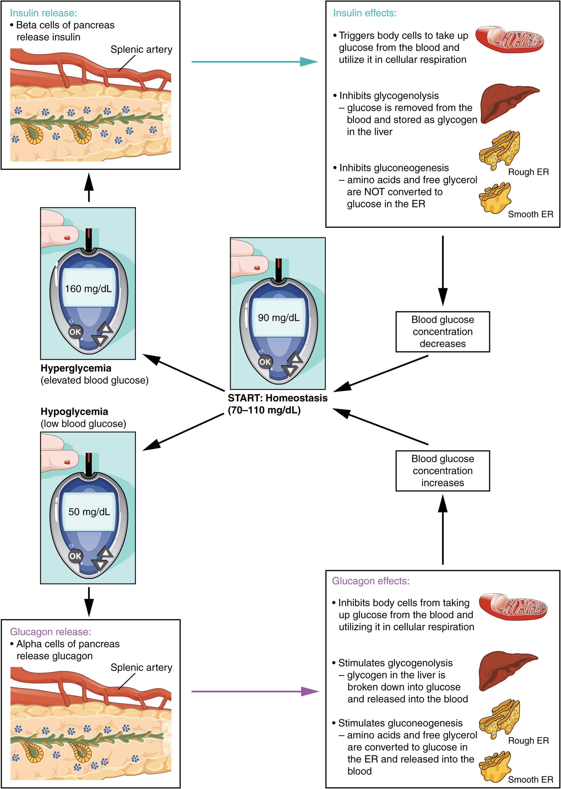 Homeostatic Regulation of Blood Glucose Levels