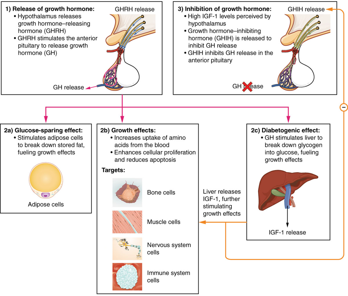 Hormonal Regulation of Growth: Understanding Growth Hormone and IGF-1