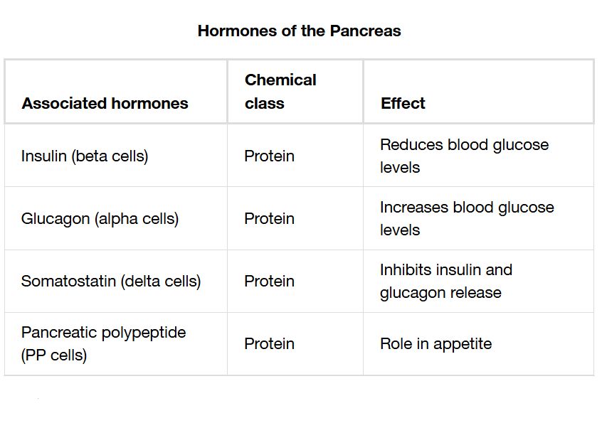 Pancreas Hormones: Functions and Regulation