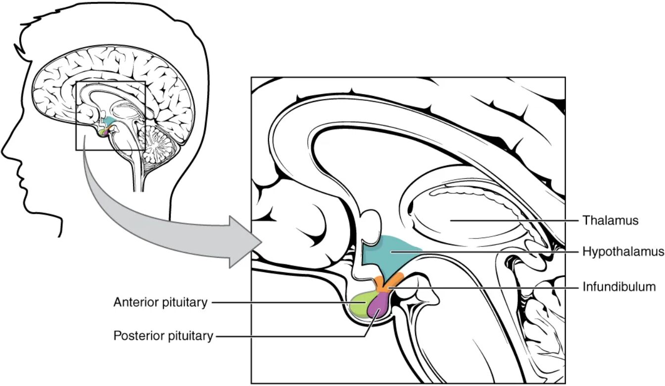 Understanding the Hypothalamus Pituitary Complex: Anatomy and Function