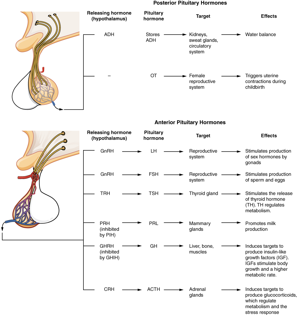Major Pituitary Hormones: Functions, Targets, and Physiological Roles