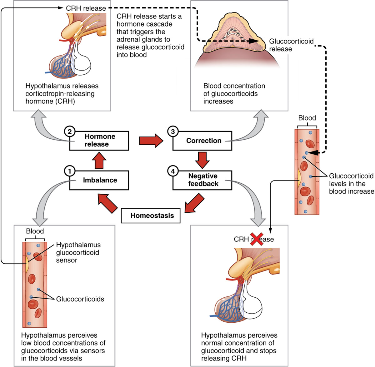 Negative Feedback Loop: Understanding Adrenal Glucocorticoid Regulation