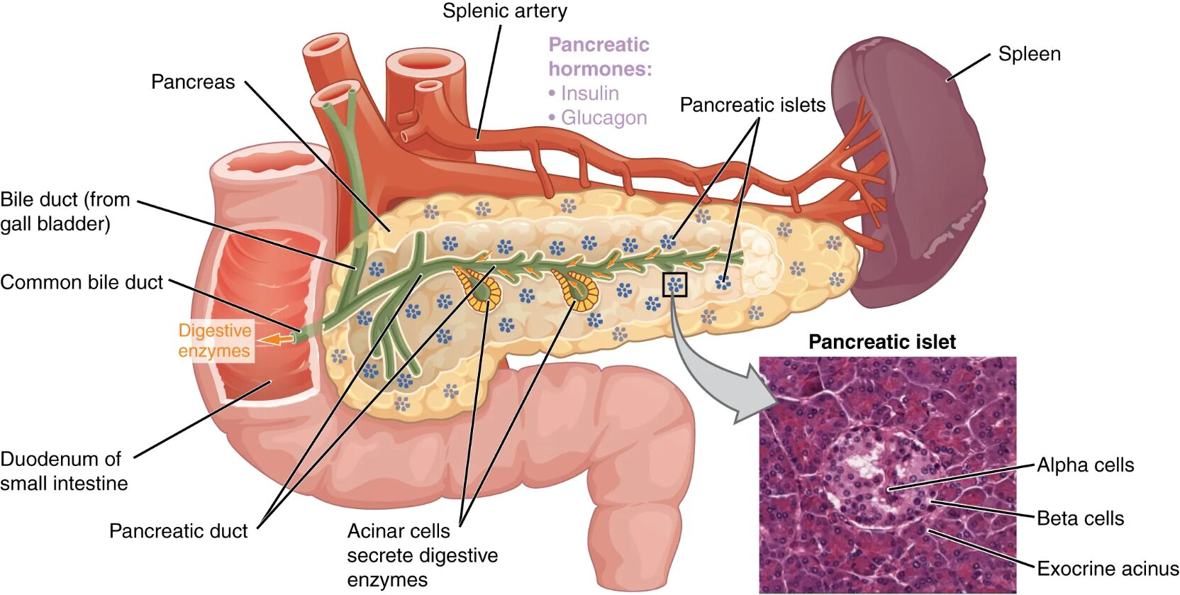 Pancreas Anatomy: Structure and Hormone Functions