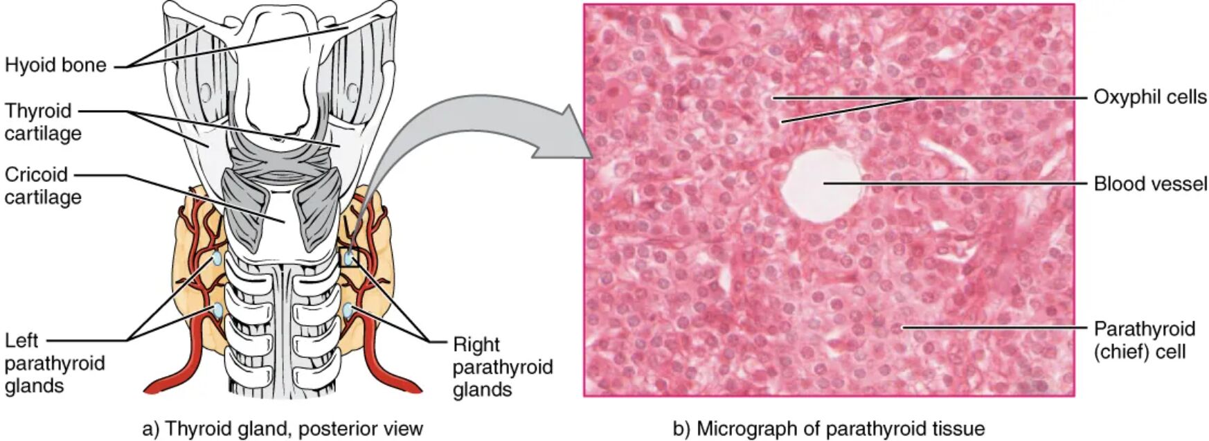 Parathyroid Glands: Anatomy and Microscopic Structure