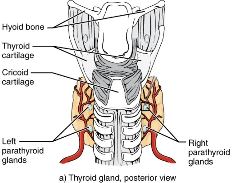 Parathyroid Glands: Anatomy and Posterior View Insights