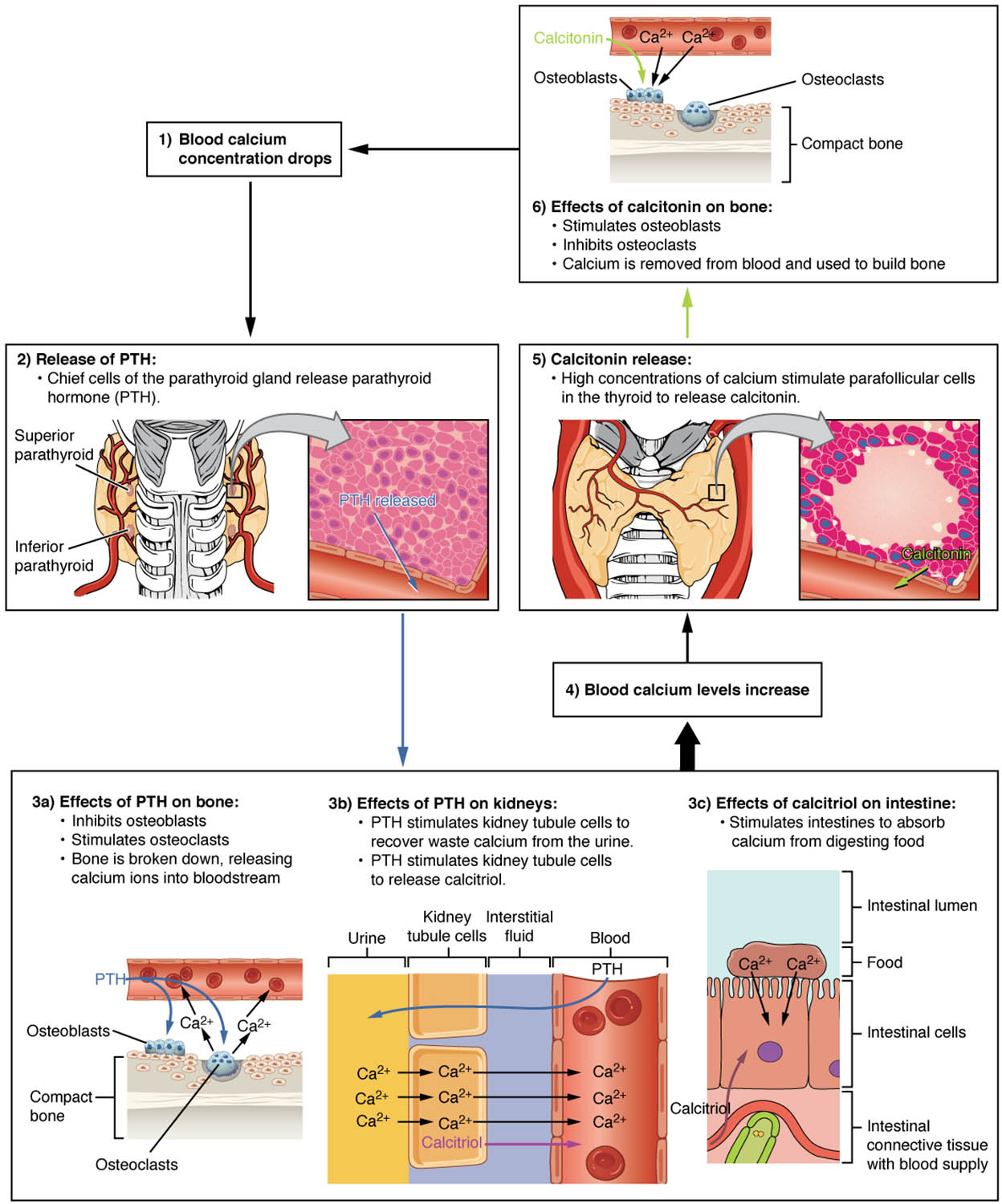 Parathyroid Hormone and Calcitonin: Regulating Blood Calcium Homeostasis