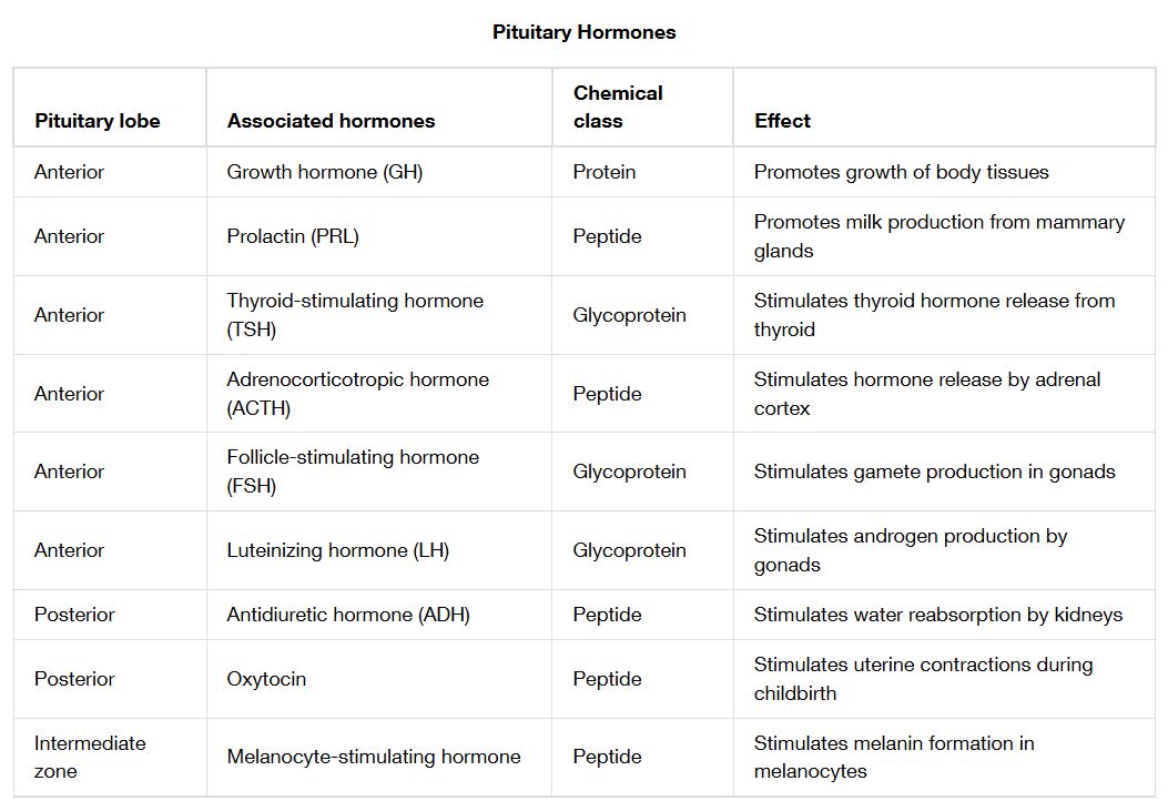 Pituitary Hormones: Releases and Effects Overview