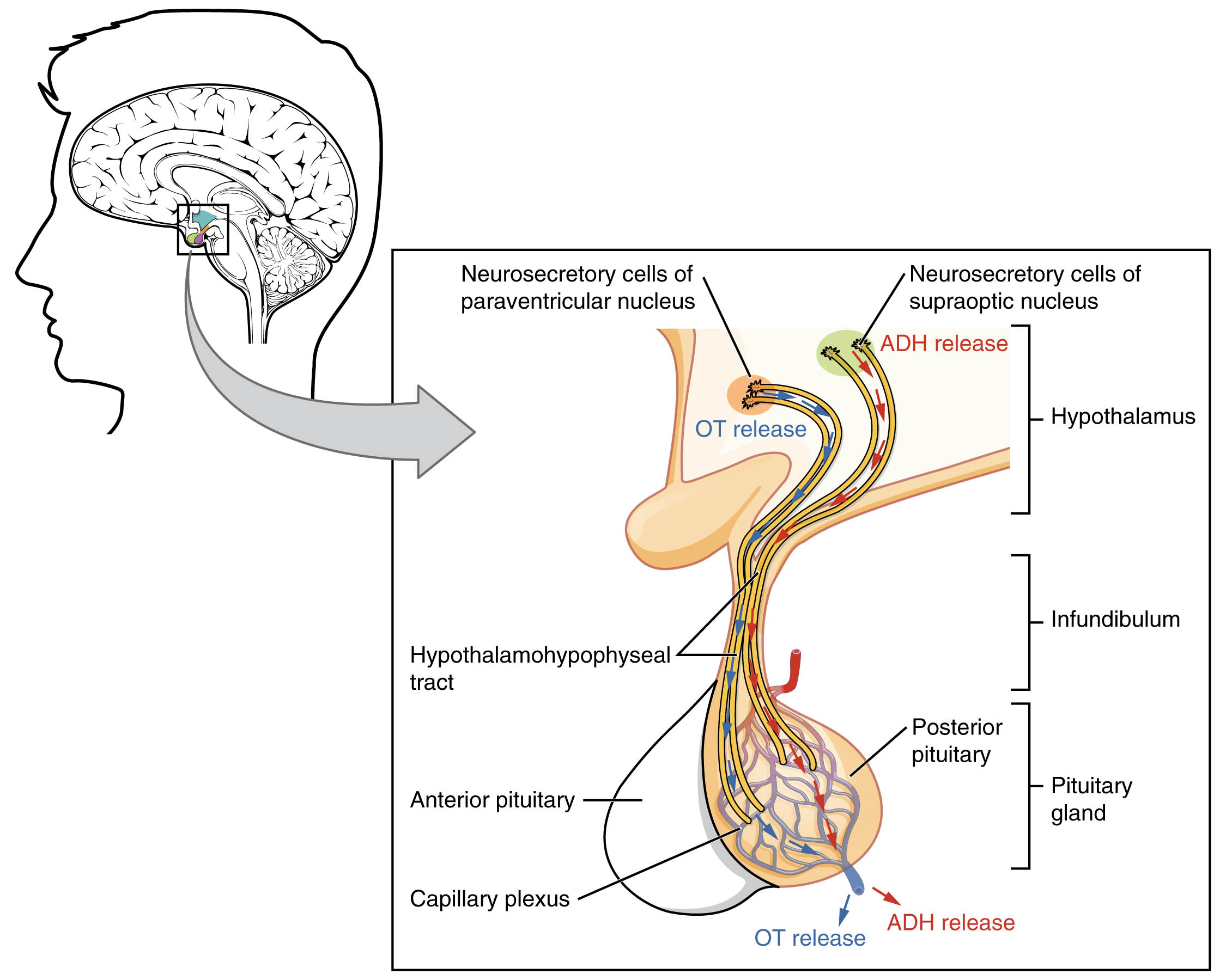 Understanding the Posterior Pituitary: A Detailed Anatomical Guide