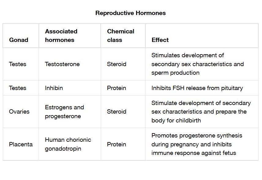 Reproductive Hormones: Functions and Regulation
