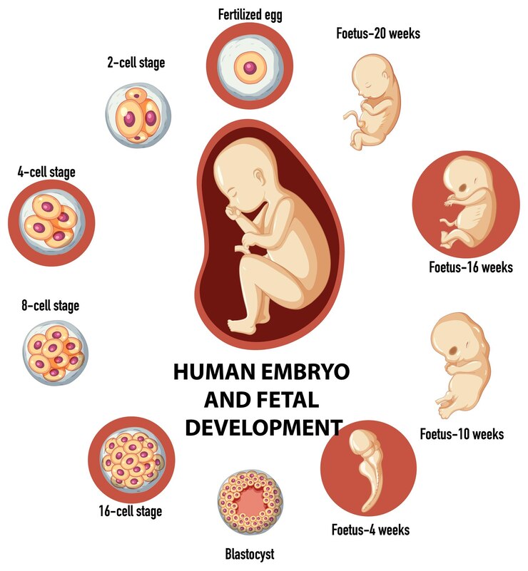 Embryonic and Fetal Development Stages: A Comprehensive Diagram Guide