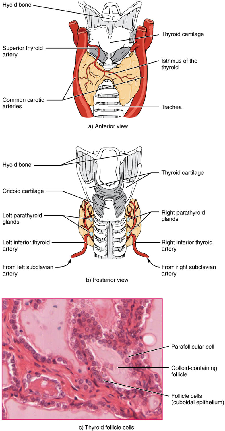 Thyroid Gland Anatomy: Structure, Location, and Microscopic View