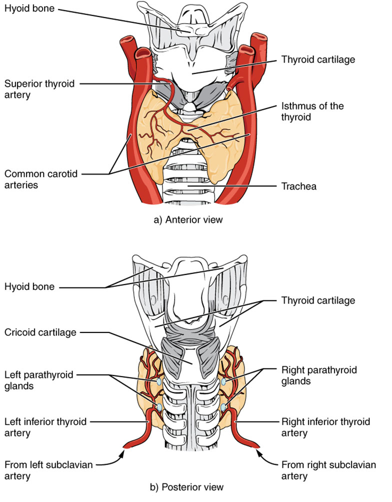 Thyroid Gland Anatomy: Anterior and Posterior Views