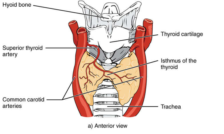 Thyroid Gland Anatomy: Exploring the Anterior View