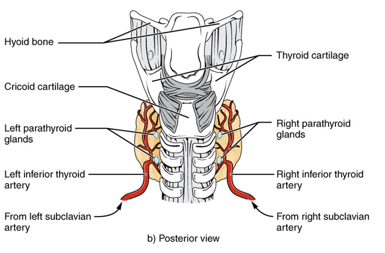 Thyroid Gland Anatomy: Detailed Posterior View
