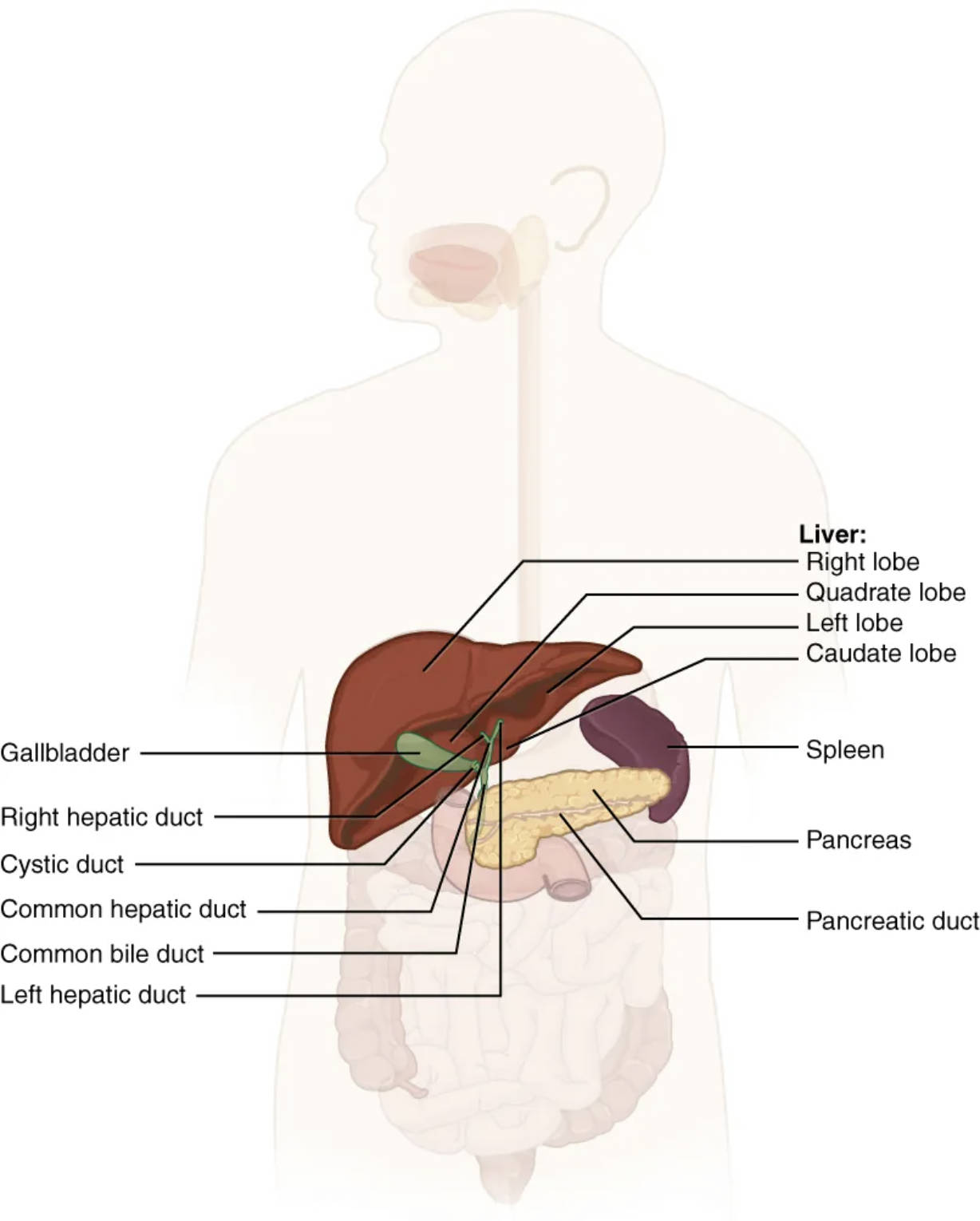 Unveiling the Vital Roles of Accessory Digestive Organs: Liver, Pancreas, and Gallbladder