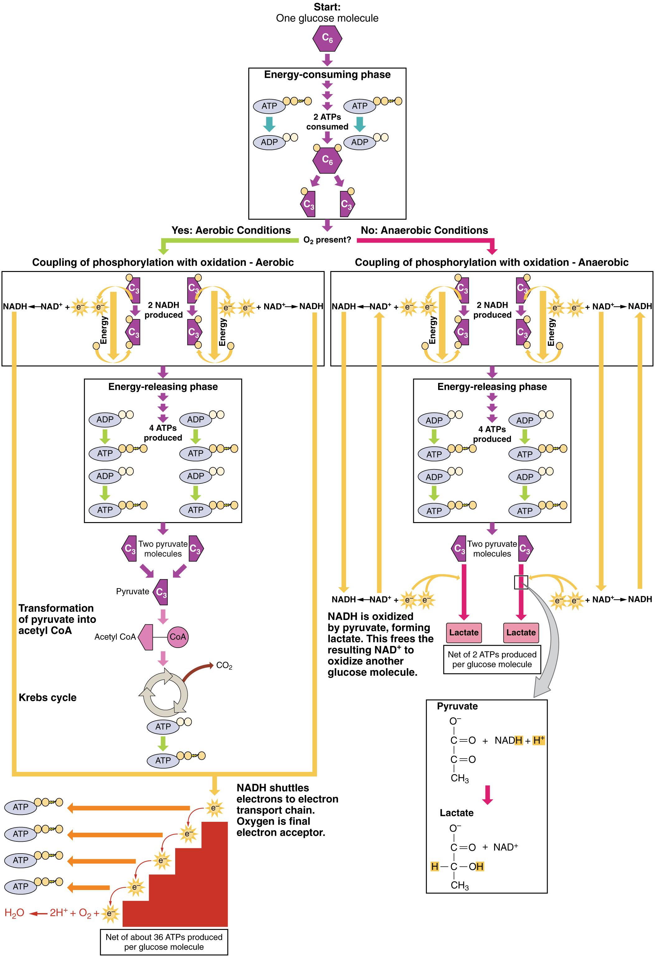 Understanding Cellular Respiration: Aerobic vs. Fermentation