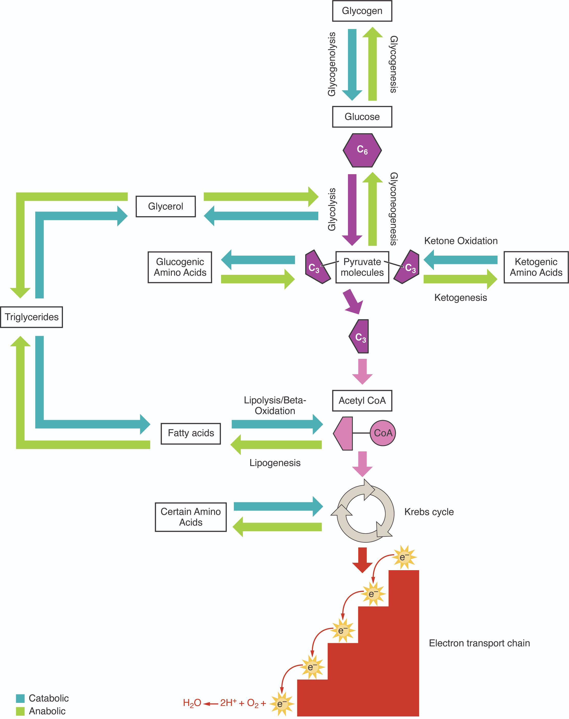 The Dynamic Duo: Catabolism and Anabolism in Energy Production