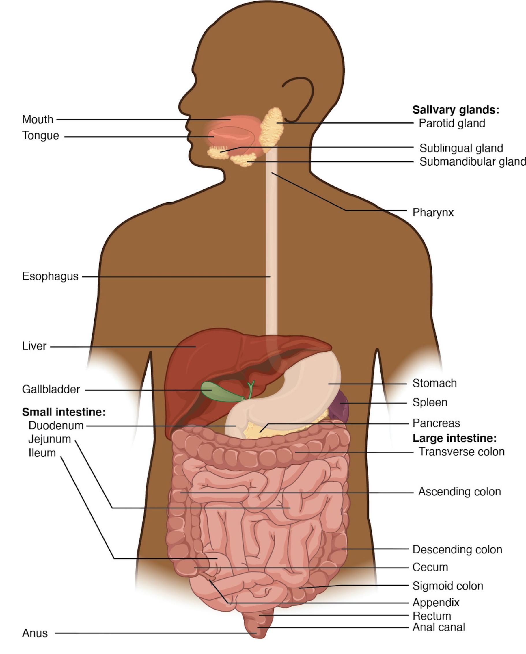 The Digestive System: A Journey Through Human Digestion and Nutrient Absorption