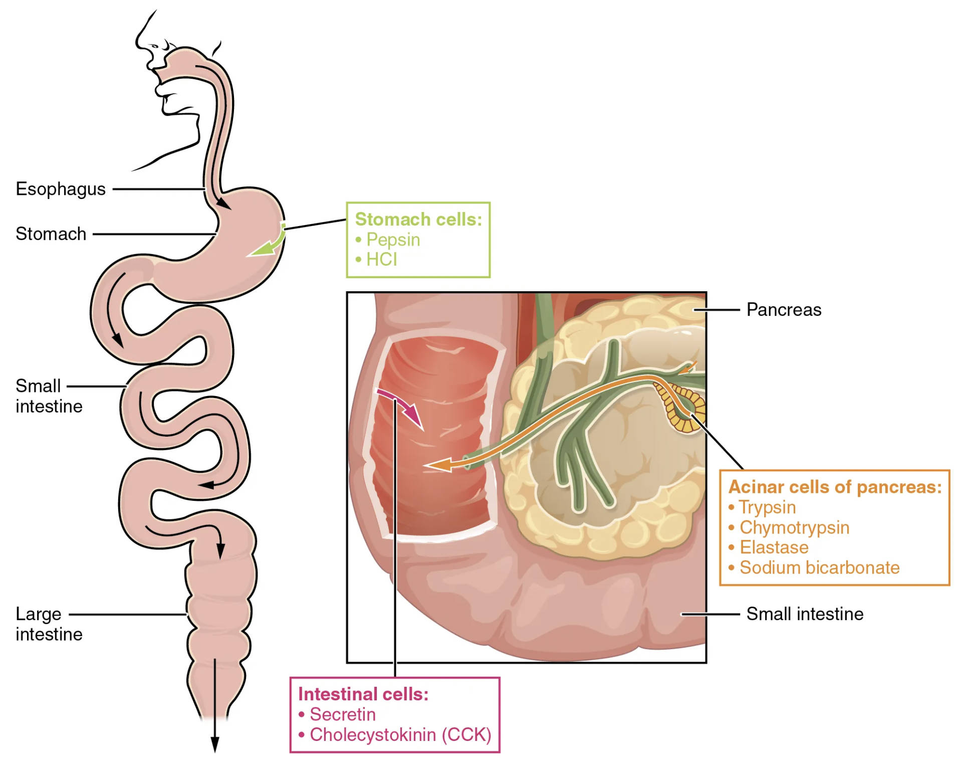 Unraveling Digestion: The Role of Enzymes and Hormones