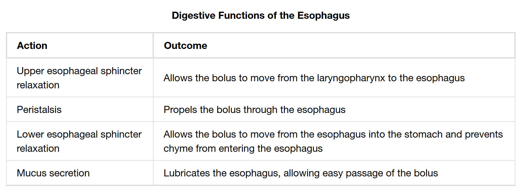 Unveiling the Digestive Functions of the Esophagus: From Bolus to Stomach
